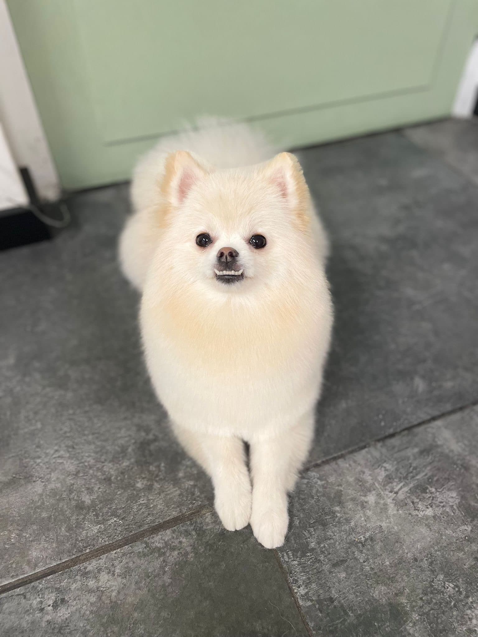 Hond klaar na trimbeurt bij Molly's Trimsalon