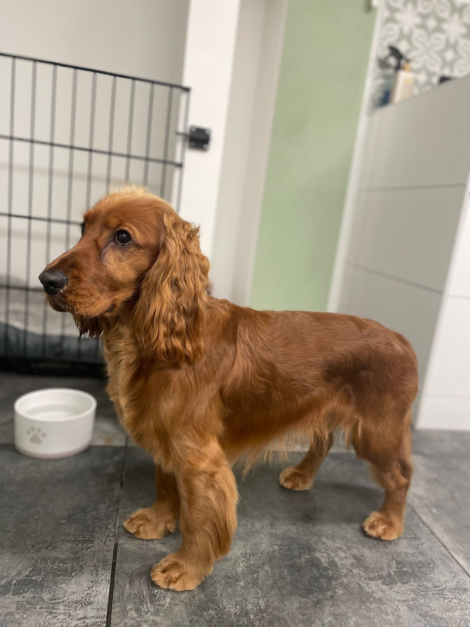 Blije hond na verzorging bij Molly's Trimsalon