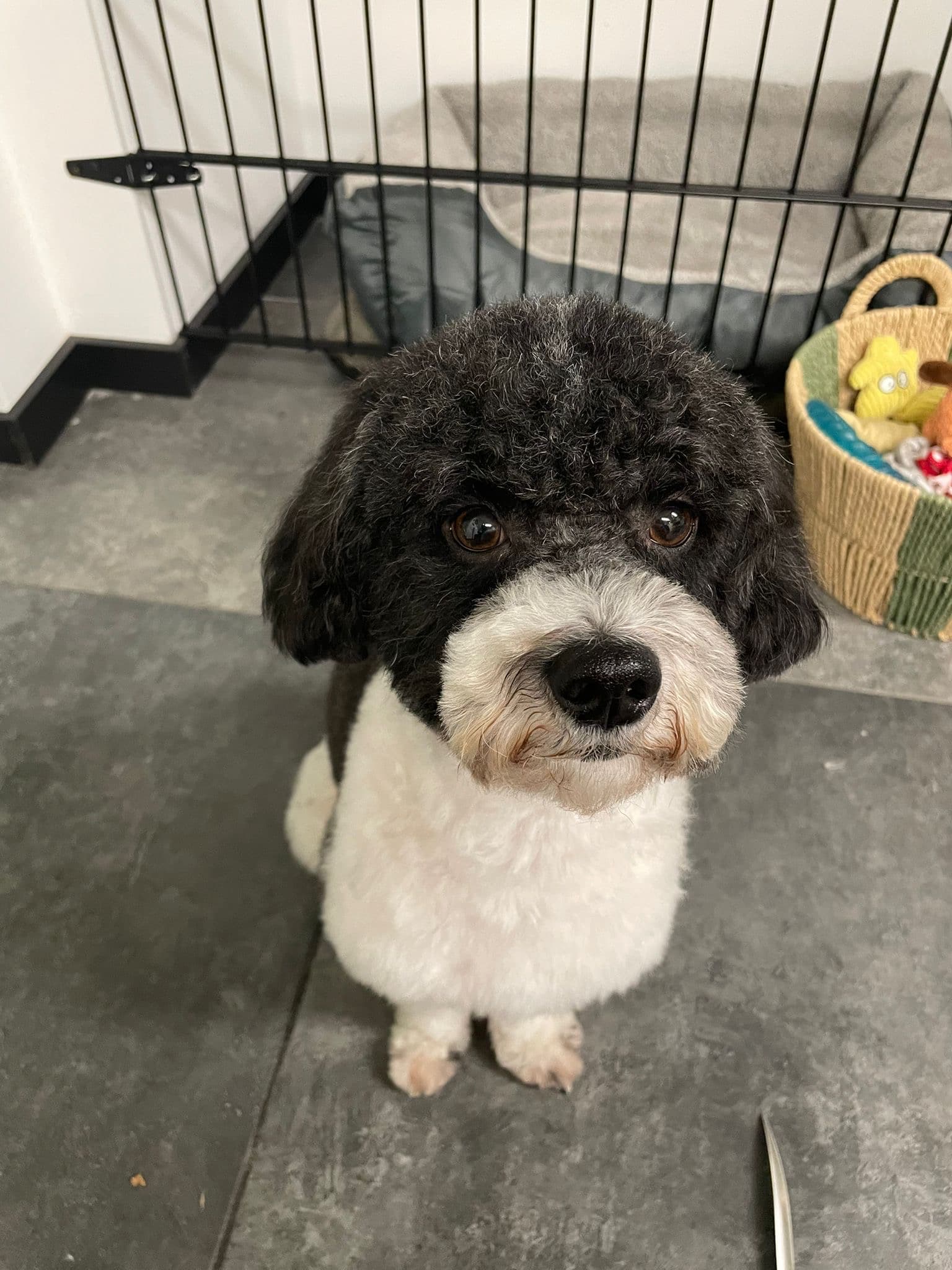 Prachtig verzorgde hond bij Molly's Trimsalon