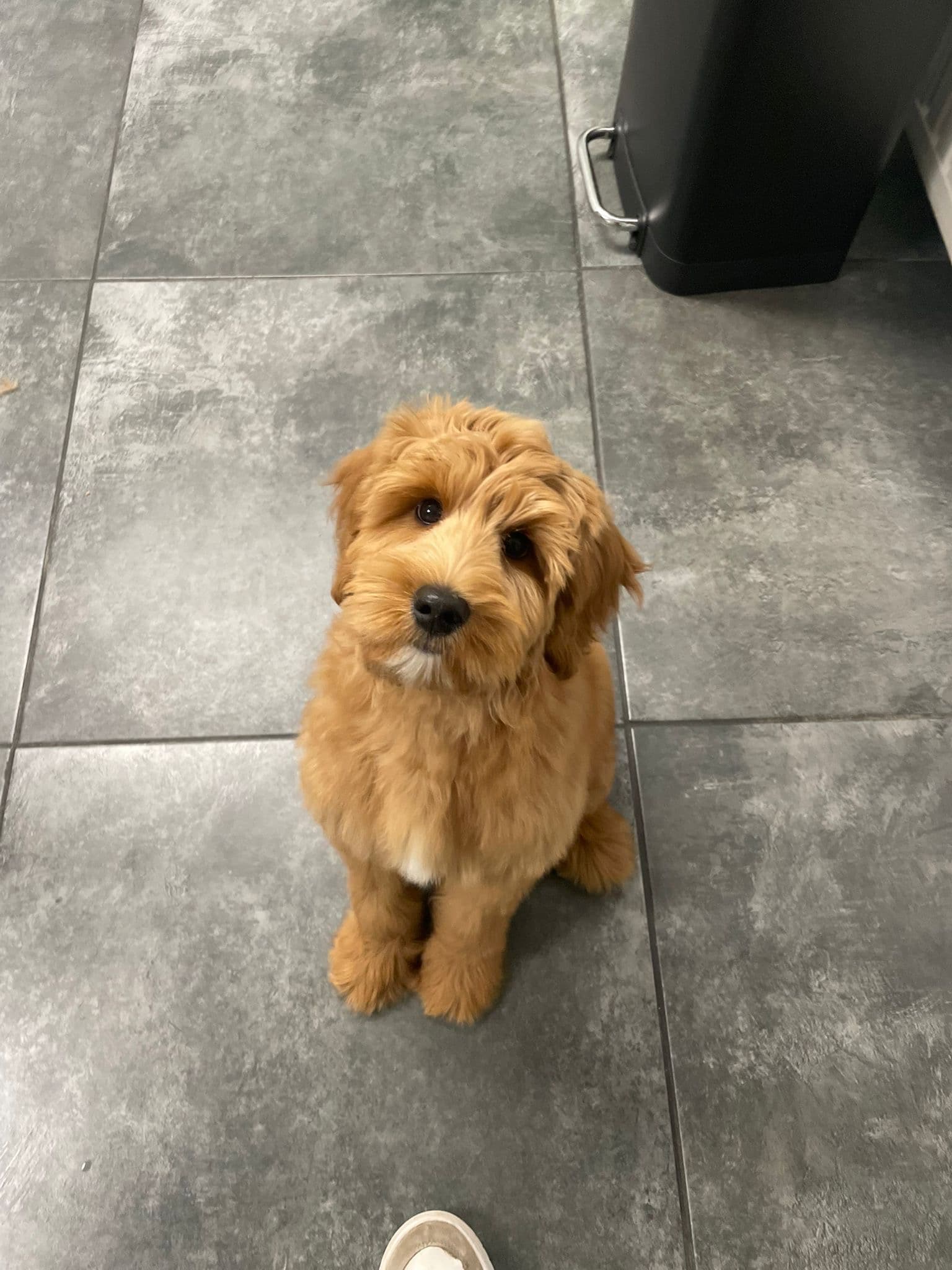 Schone en verzorgde hond bij Molly's Trimsalon