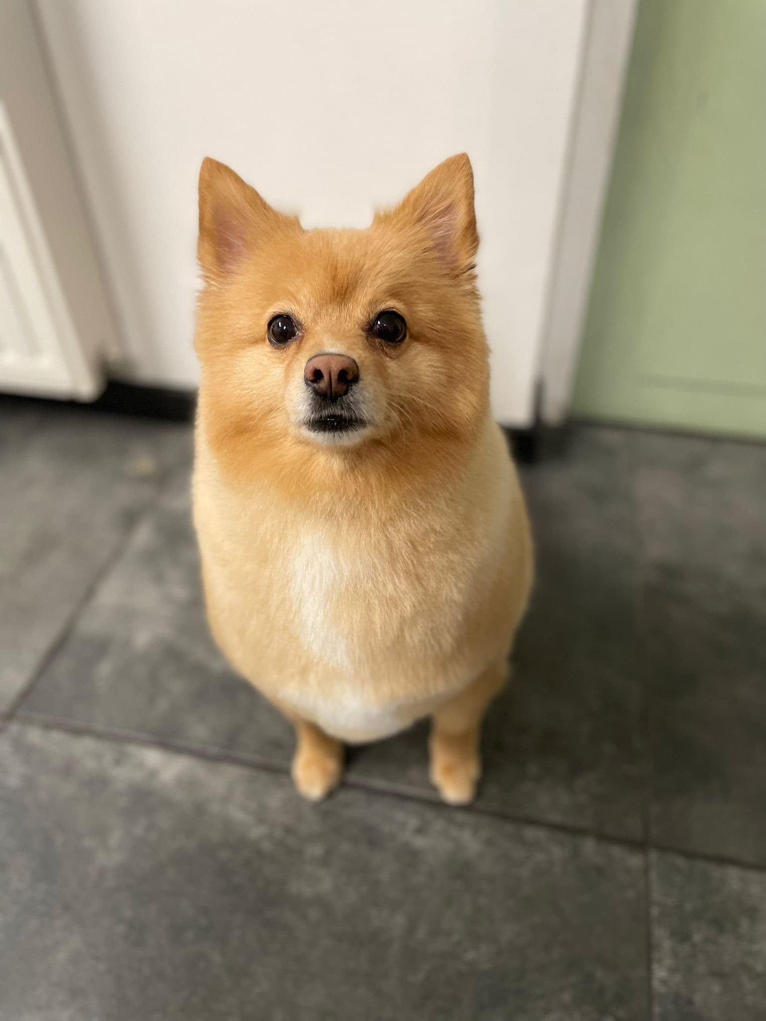 Hond na trimbeurt bij Molly's Trimsalon