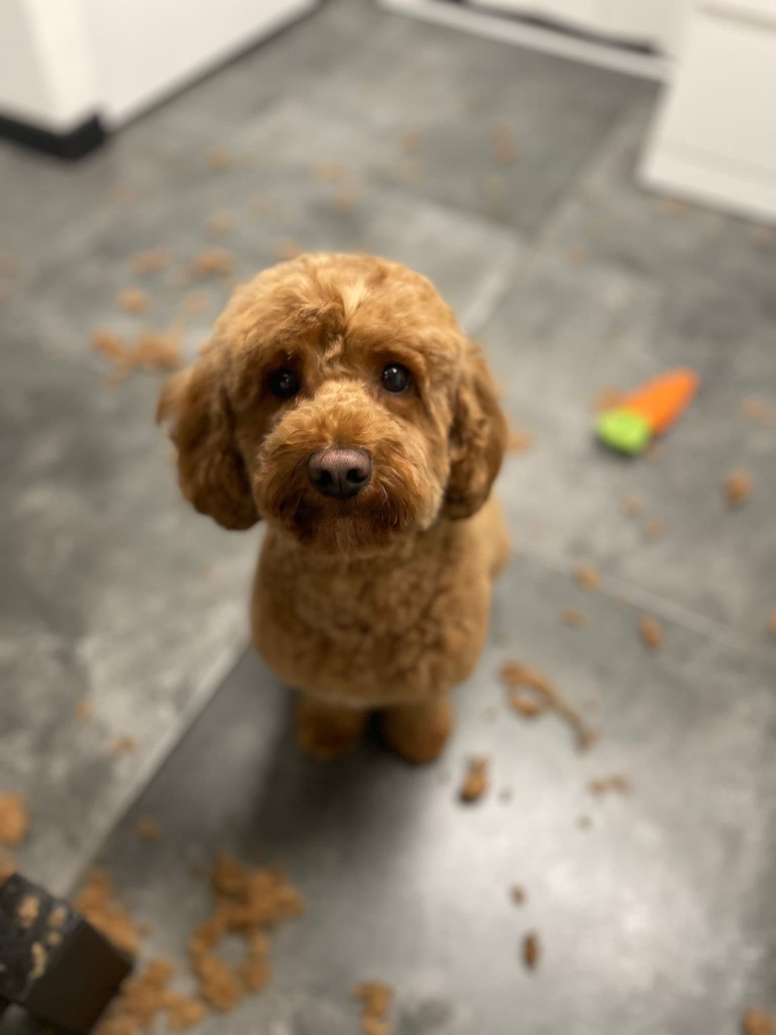 Tevreden hond na grooming bij Molly's Trimsalon