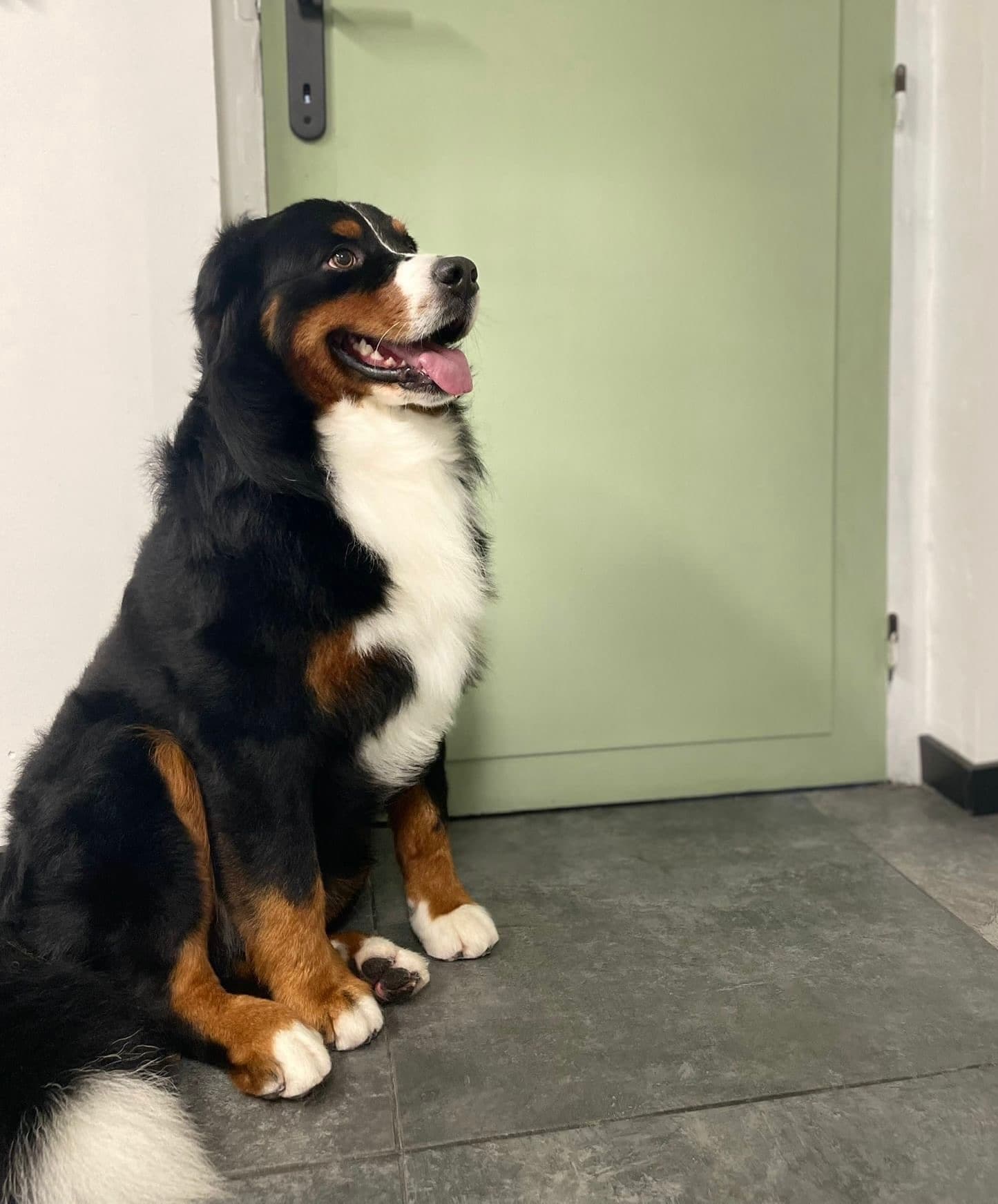 Mooi verzorgde hond bij Molly's Trimsalon