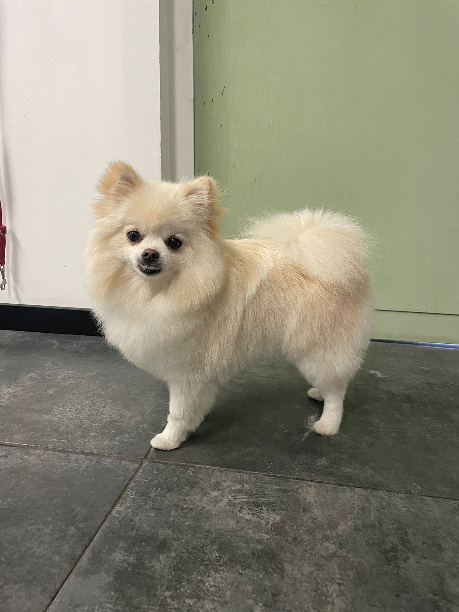 Blije viervoeter bij Molly's Trimsalon