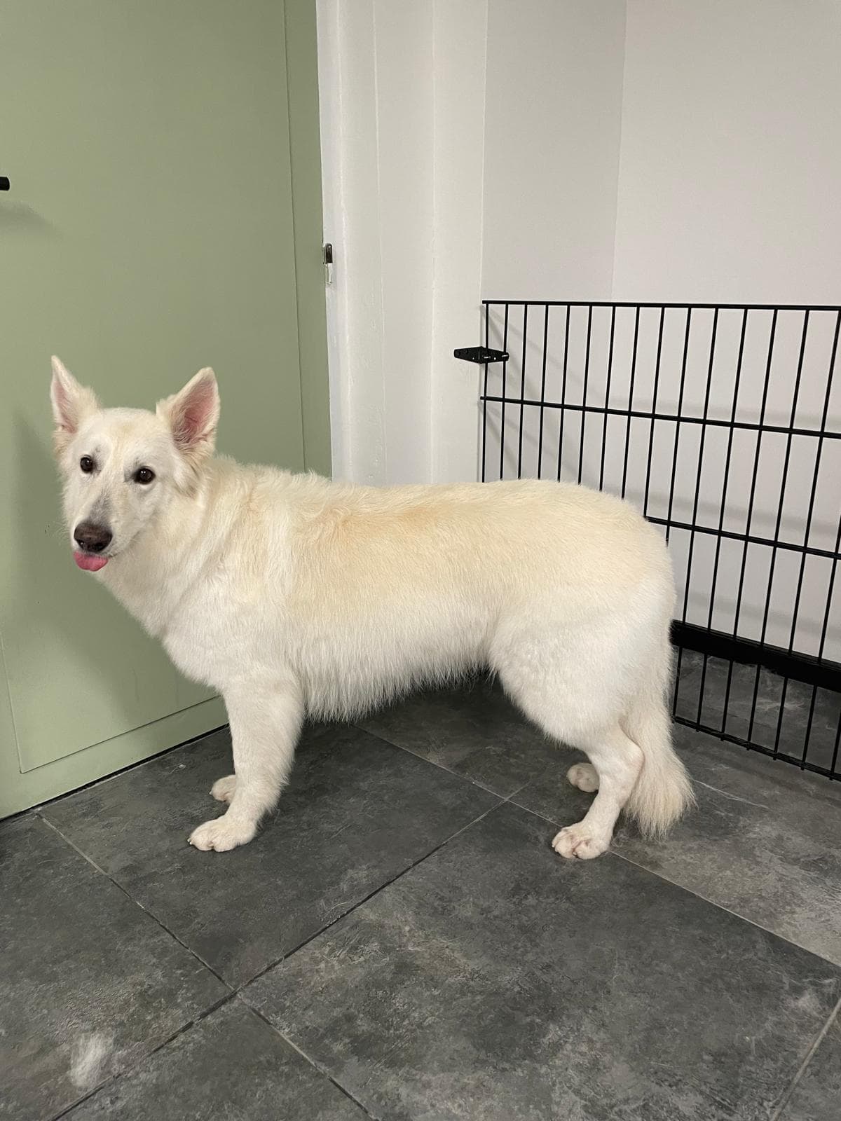 Hond na verzorging bij Molly's Trimsalon