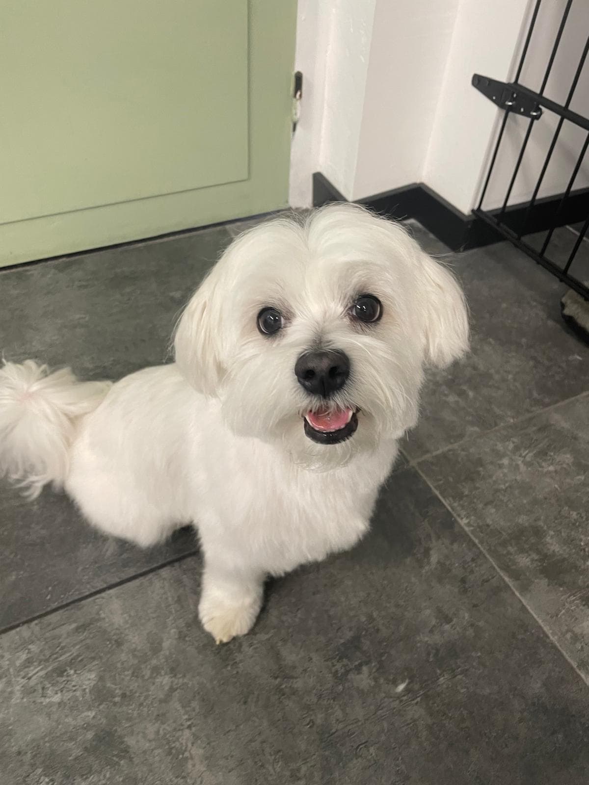 Blije hond na verzorging