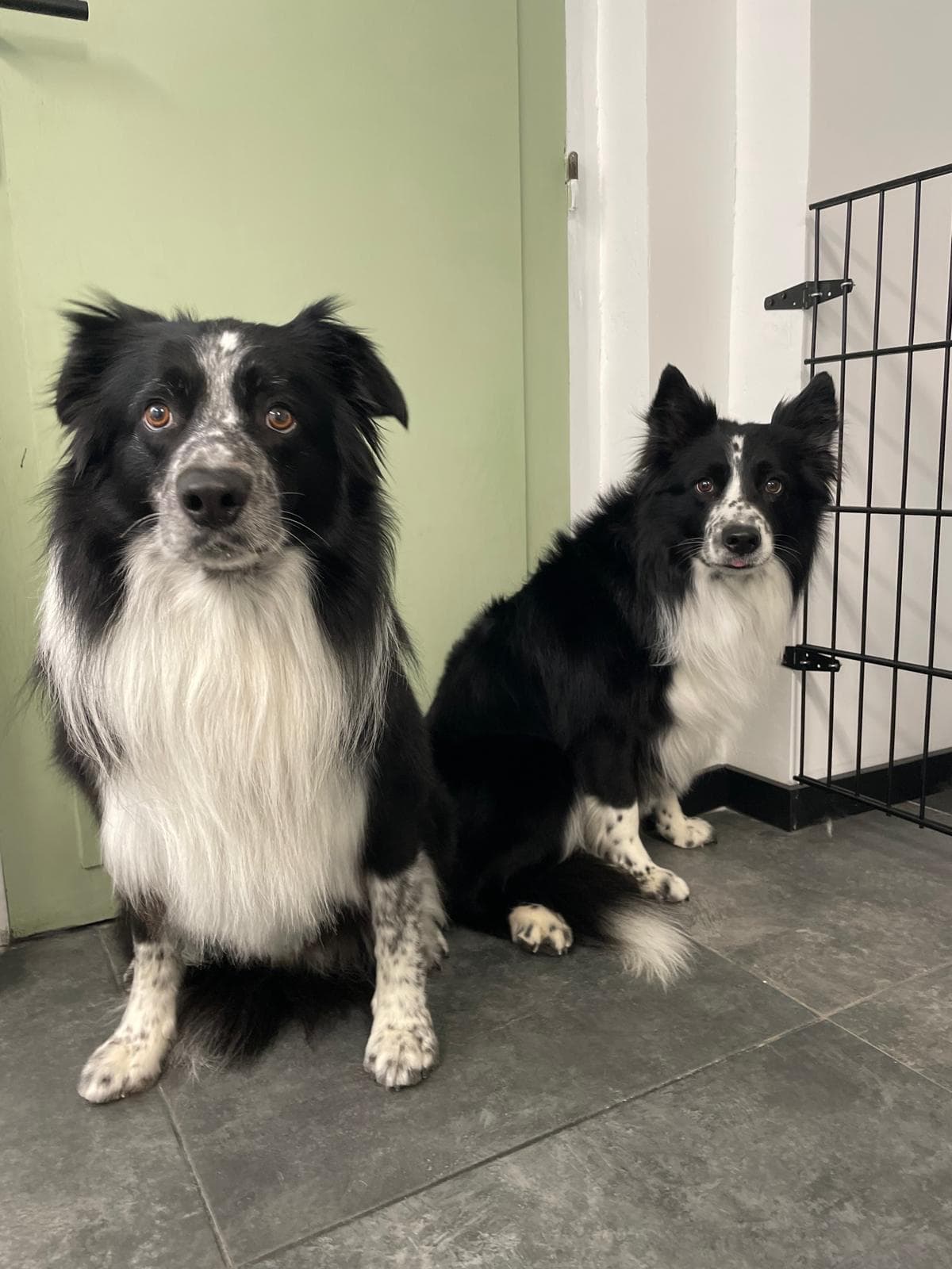 Hond na trimbeurt bij Molly's Trimsalon