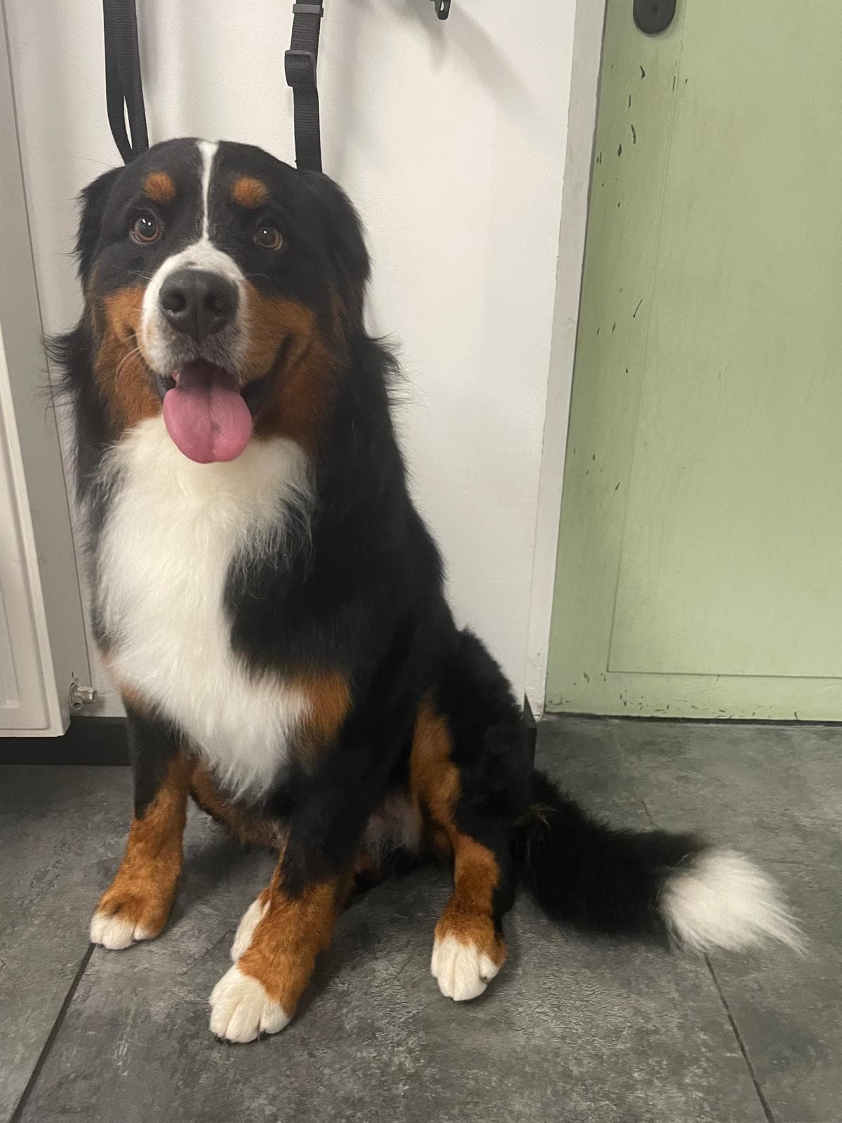 Verzorgde hond bij Molly's Trimsalon