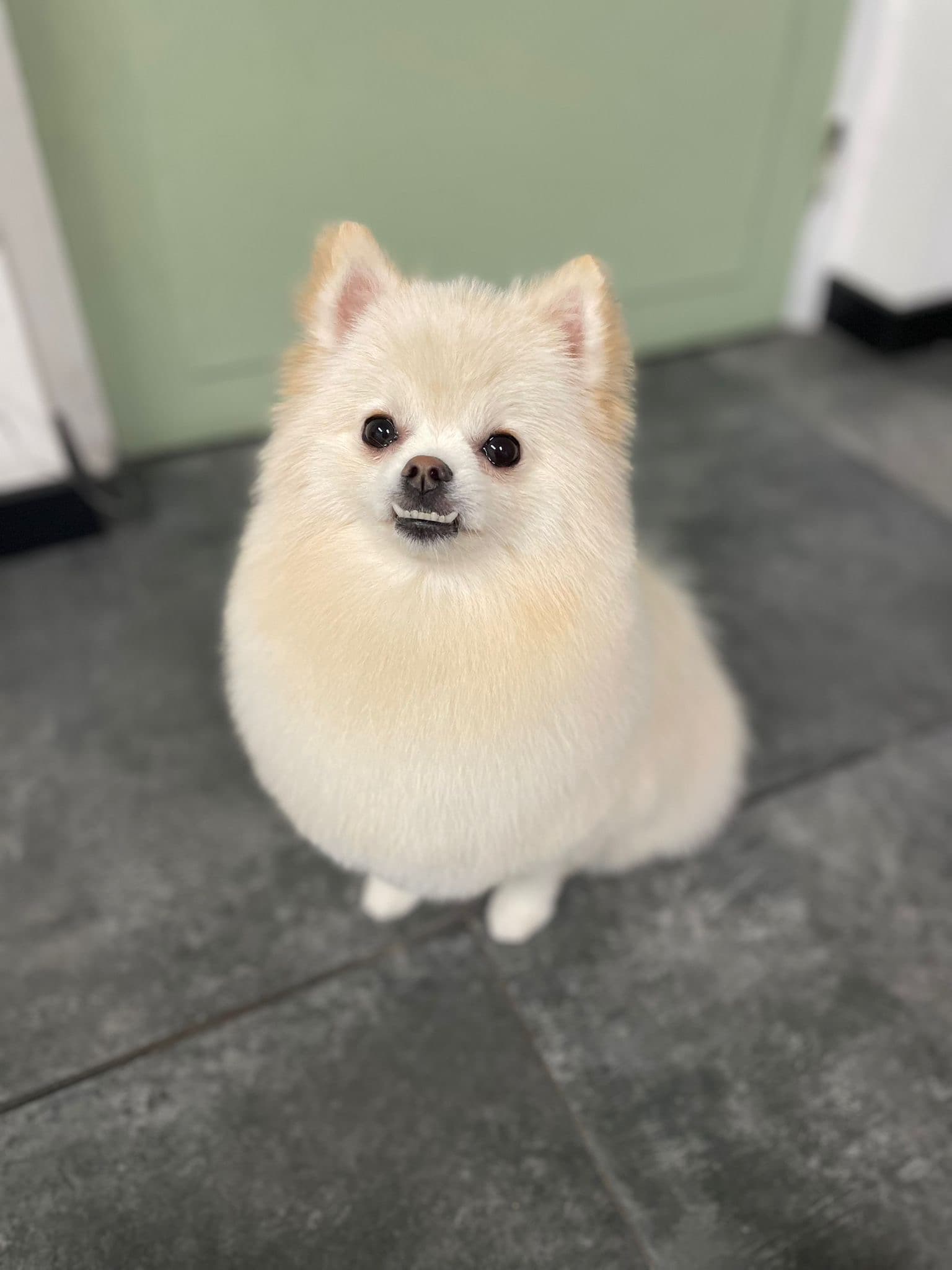 Hond in Molly's Trimsalon – verzorgd en blij