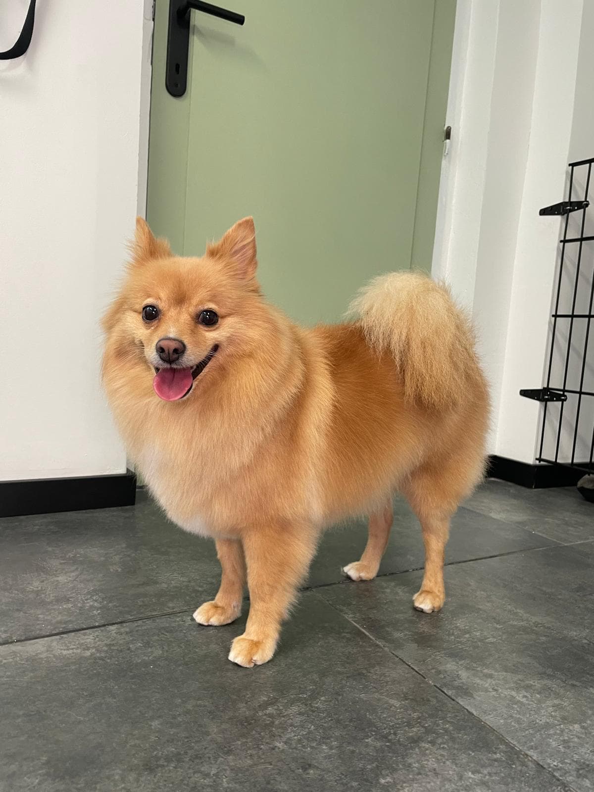 Hond in Molly's Trimsalon – verzorgd en blij